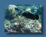 Helengeli 332